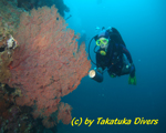 Scuba Diving, Negros Island resorts hotels tour packages