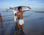 Tuna, Negros island resorts hotels tour packages, holidays gu